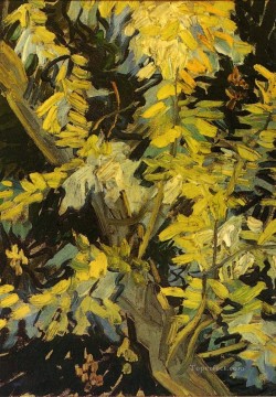 Ramas florecientes de acacia Vincent van Gogh Pinturas al óleo